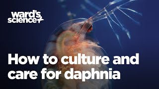 Caring and Culturing for Daphnia [upl. by Vedis]