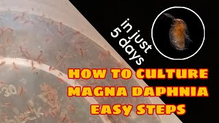 How to Culture Magna Daphnia Easily [upl. by Amoritta]