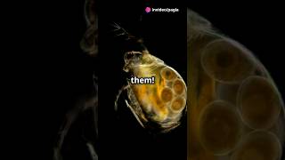 How to culture Daphnia for your Aquarium [upl. by Marteena359]