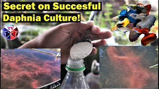 How to Culture Daphnia Successfully [upl. by Stephen]