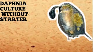 HOW TO CULTURE DAPHNIA NATURALLY WITHOUT A STARTER [upl. by Rakia924]