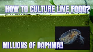 How to Culture Daphnia Secret Method to Breed MILLIONS  Simply Aquatic [upl. by Aker]