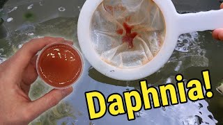 How I Culture Daphnia In Outdoor Tubs [upl. by Maurice]