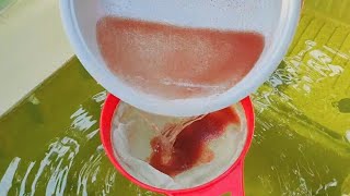 How to culture daphnia  Daphnia culture  How to grow daphnia outdoor [upl. by Cutty]