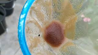 How to culture daphnia moina in a small container Part 1 English Subtitle [upl. by Rebmat476]