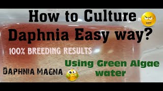 Daphnia MagnaHow to Culture Daphnia Easy wayCulturing Daphnia using Green water Daphnia [upl. by Felicie]