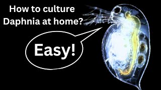 BEST Live Fish Food Beginner guide How to Culture Daphnia at home [upl. by Hege]