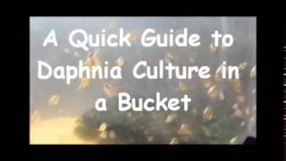 How to culture daphnia outside [upl. by Anear134]