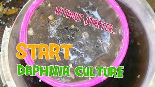 How to culture daphnia moina the easy way 1  Starting the Daphnia culture [upl. by Elexa]