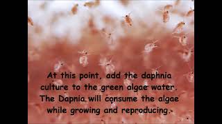 Daphnia  How to grow daphnia in your home [upl. by Simon848]