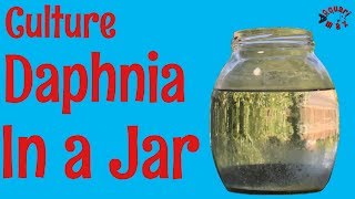 How to Culture Daphnia in a Jar [upl. by Ryann]