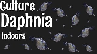 How to Culture Daphnia [upl. by Anaile]