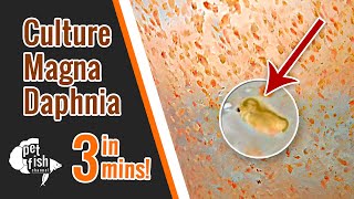 How to culture DAPHNIA MAGNA  The easy way [upl. by Ayirp346]