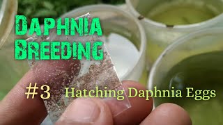 Daphnia Culture made simple and easy 3  Hatching Daphnia eggs [upl. by Gimpel180]