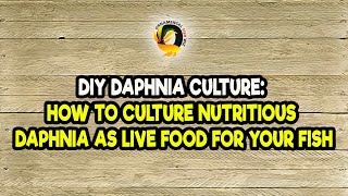 DIY Daphnia Culture How to Culture Nutritious Daphnia as Live Food for Your Fish [upl. by Dorcia]