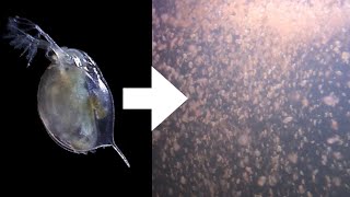 How I Culture Daphnia [upl. by Mafalda]