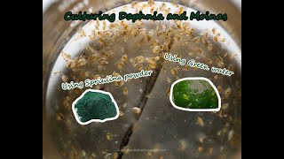 How To Culture Daphnia and Moinas using Green Water Spirulina powder [upl. by Nathanael]