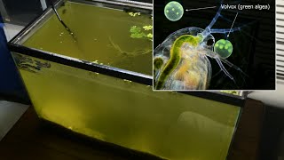 Raising Daphnia for the Freshwater Aquarium [upl. by Ariamoy320]