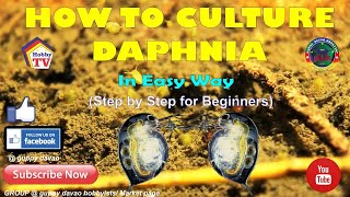 HOW TO CULTURE DAPHNIA In Easy Way [upl. by Lasley]